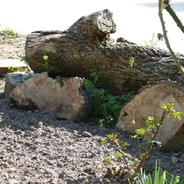 artenschutz-im-garten-und-balkon-ostwestfalen Artenschutz im Garten und Balkon