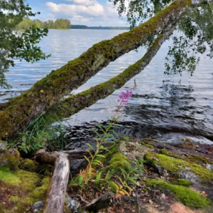 Naturverbundenheit Rituale schamanische Reisen Krafttierarbeit