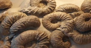 Fossilien Riesenammoniten