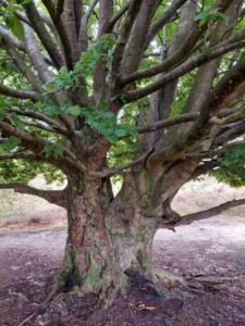 Bäume unsere Lehrmeister