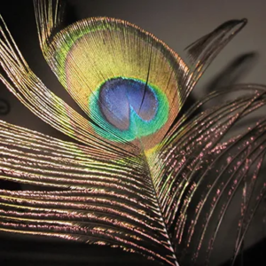 Praxis Berührende Begleitung auf deinem Lebensweg