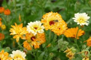 Ringelblumenbluete-mit-Schwebfliege Schwebfliege auf Blüte