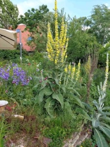Wildstauden-fuer-den-Garten heimische Wildstauden für den garten